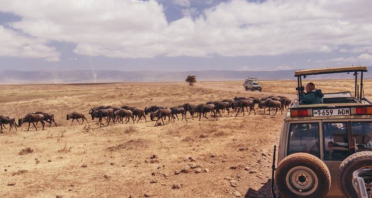 Safari vehicle watching wildebeest herd in the savannah.