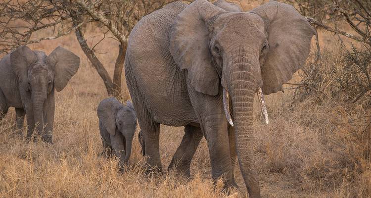 African elephants walking through the savannah.