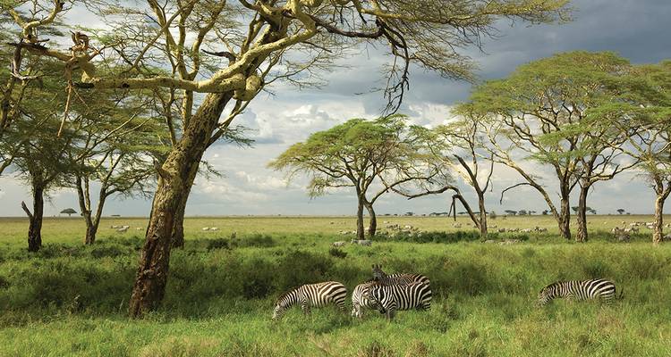 Zebras and acacia trees in a lush savannah setting.