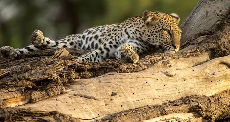 Un léopard allongé sur une branche d'arbre, se reposant.