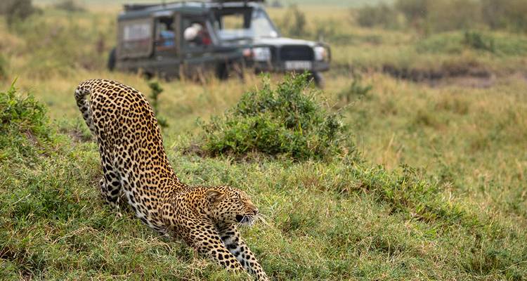 Un léopard s'étirant dans les prairies près d'un véhicule de safari.
