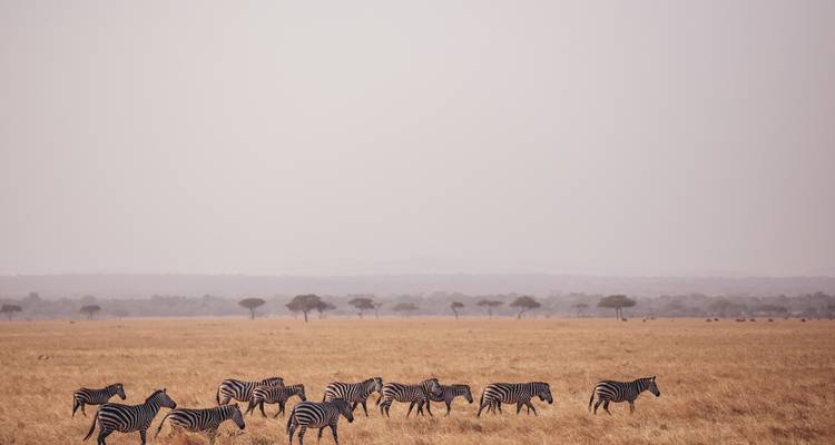 Un troupeau de zèbres qui broutent dans une vaste savane ouverte.