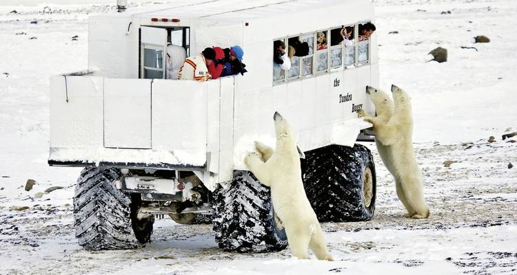 Ours polaires interagissant avec des touristes à l'intérieur d'un véhicule de toundra.