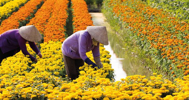 Des gens récoltant des fleurs jaune vif et orange dans de longues rangées.