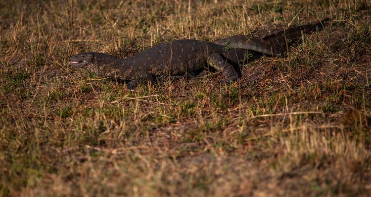 Dragon de Komodo dans un paysage herbeux.
