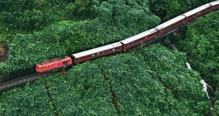 Train voyageant à travers un paysage de jungle verte et luxuriante.