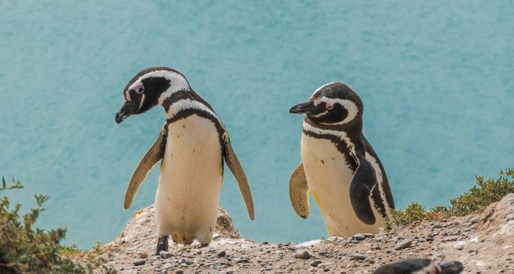 Zwei Pinguine stehen auf einem felsigen Vorsprung am Meer.