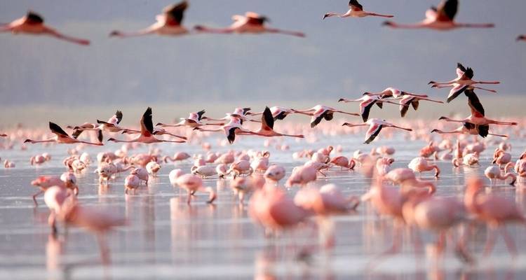 Des flamants roses volant au-dessus de l'eau.