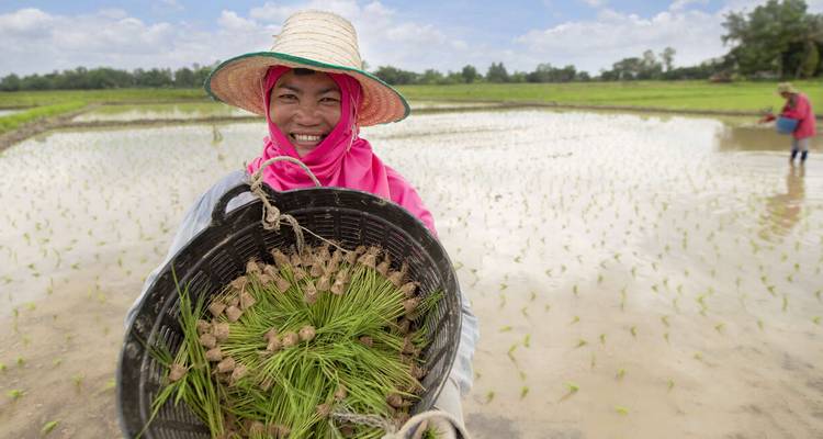 Une femme souriante tenant un panier dans un champ de riz