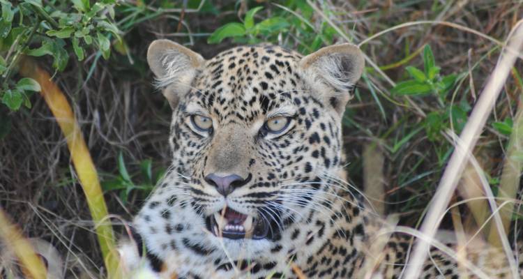 Close-up of a leopard in the wild with surrounding foliage.