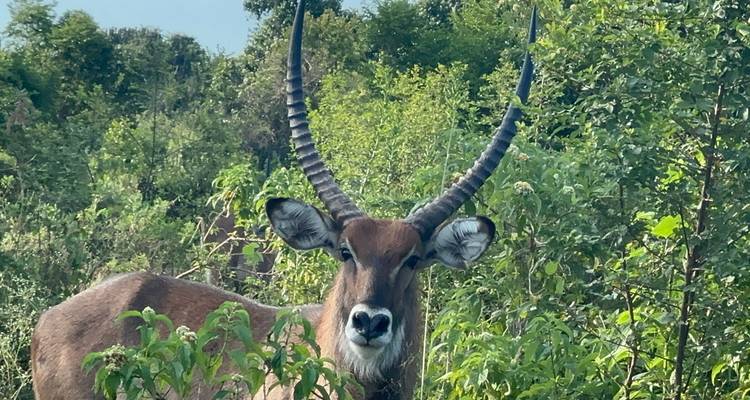 Animal with long horns standing in lush green vegetation.