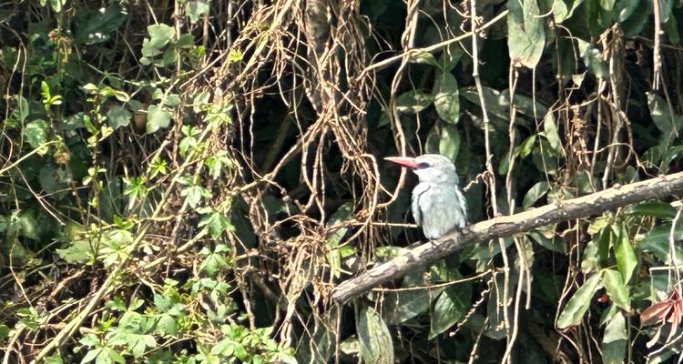 Bird perched on a branch surrounded by dense foliage.
