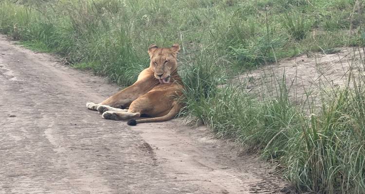 A lion sitting on a dirt path in grassy surroundings.