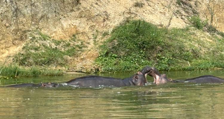 Hippopotamuses submerged in water near a riverbank.