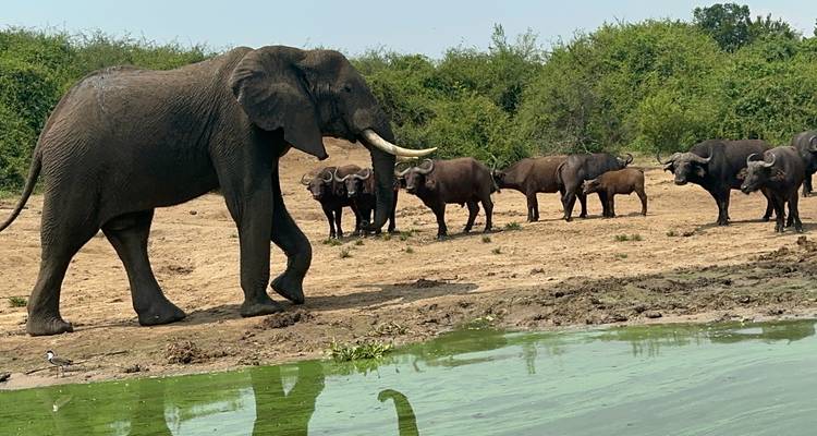 Elephant leading a herd of buffaloes near a water body.
