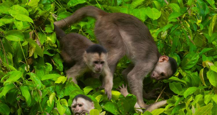Groupe de singes dans un environnement de forêt verte luxuriante.