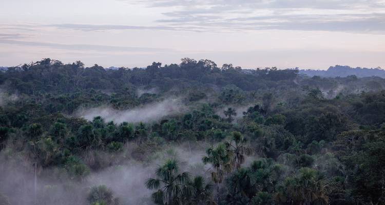Vue aérienne d'une forêt tropicale luxuriante avec la brume matinale.