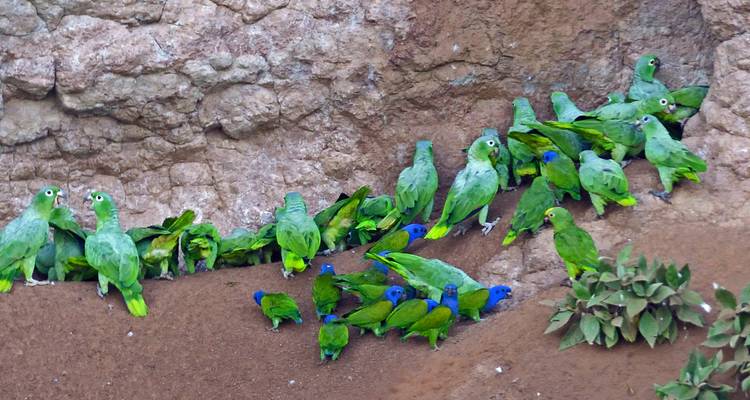 Volée de perroquets verts rassemblés sur une surface rocheuse.