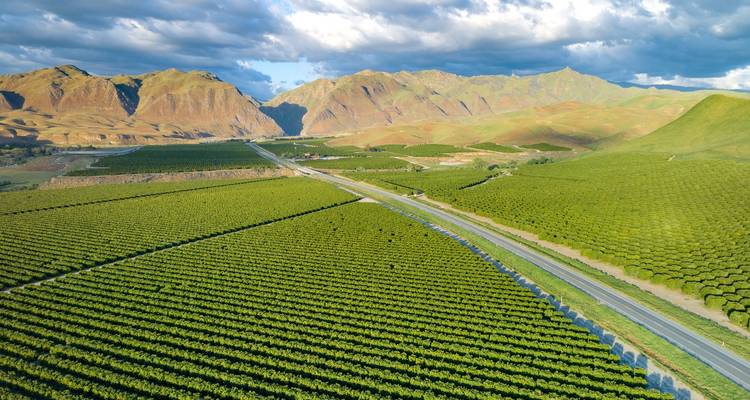 Expansive aerial of symmetrical green orchards set against rolling California foothills and dramatic clouds.