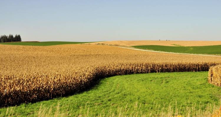 Wide farmland landscape with golden cornfields and green pastures under a clear sky.