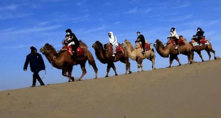 A line of people riding camels led by a guide on a sandy hill.
