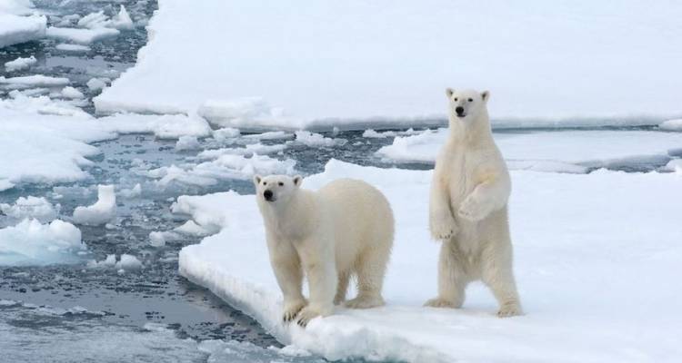 Deux ours polaires debout sur la glace près de l'eau.