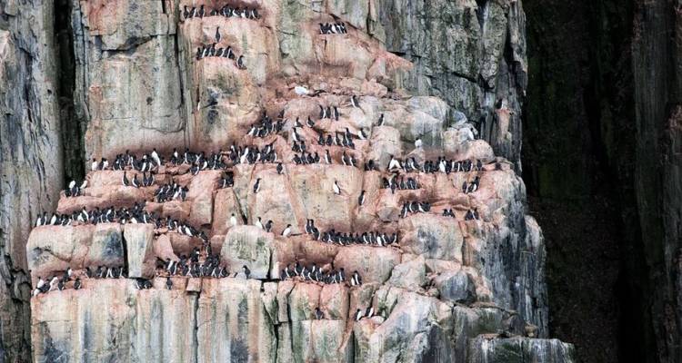Colonie d'oiseaux nichant sur le bord d'une falaise.
