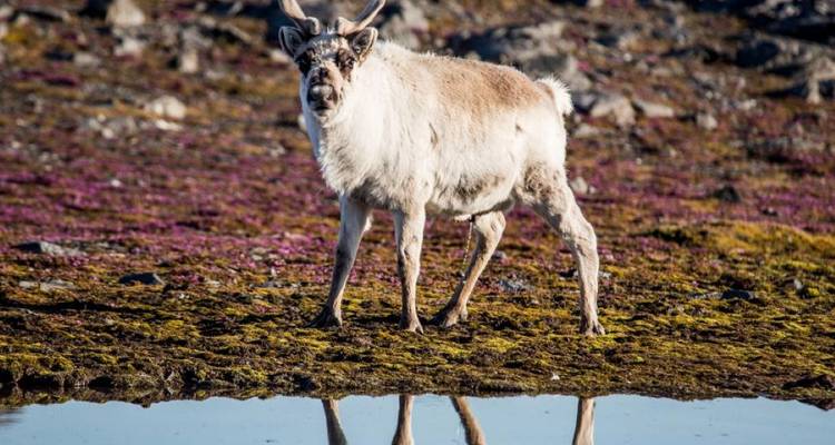 Renne debout à côté d'une flaque d'eau réfléchissante.
