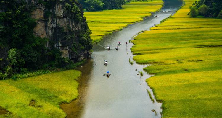 Vue aérienne d'une rivière qui coule à travers de luxuriantes rizières vertes.
