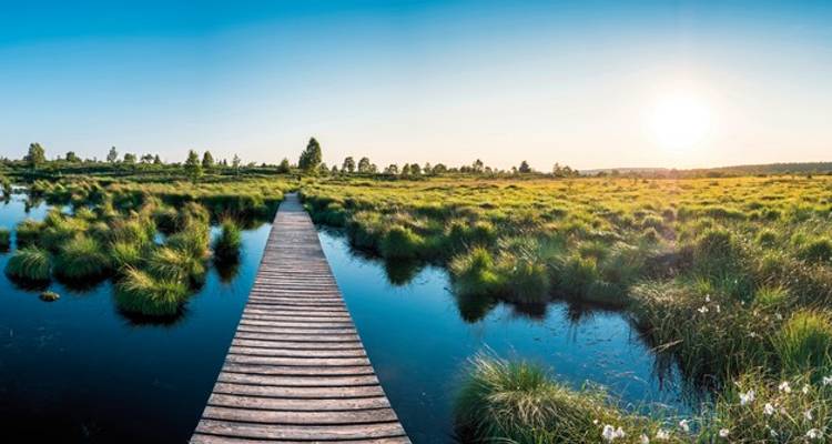 Ein malerisches Feuchtgebiet bei Sonnenuntergang mit einem Stegweg und grasiger Umgebung.