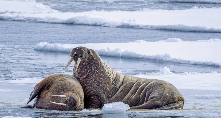Deux morses se reposant sur la glace dans un paysage glacé.