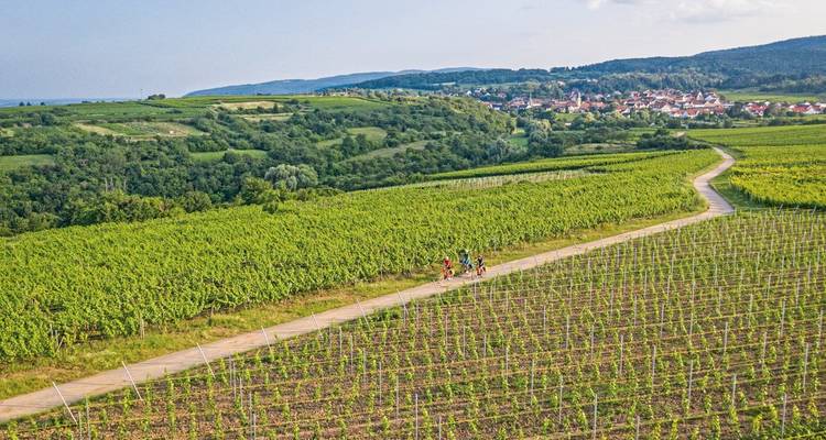 Des personnes à vélo traversant un paysage pittoresque de vignobles avec un village au loin.