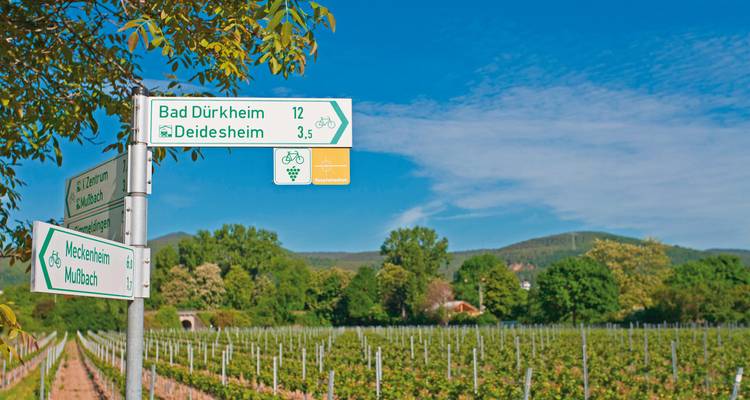 Panneau indicateur pour les pistes cyclables locales avec des vignobles et un ciel bleu en arrière-plan.