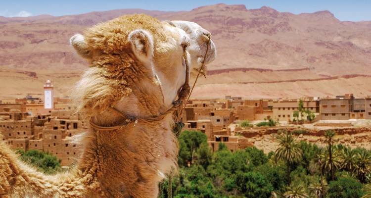 Ein Kamel mit einer malerischen Wüstenstadt im Hintergrund.