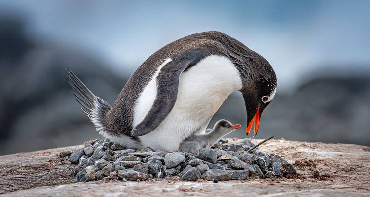 Penguin with chick on a rocky nest.