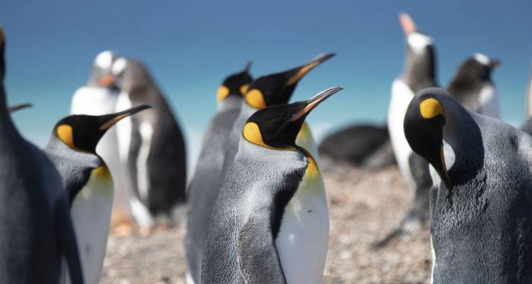 Groupe de manchots royaux debout sur un rivage rocheux.