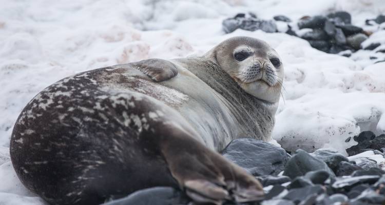 Zeehond rustend op ijzige oever met rotsachtige achtergrond.