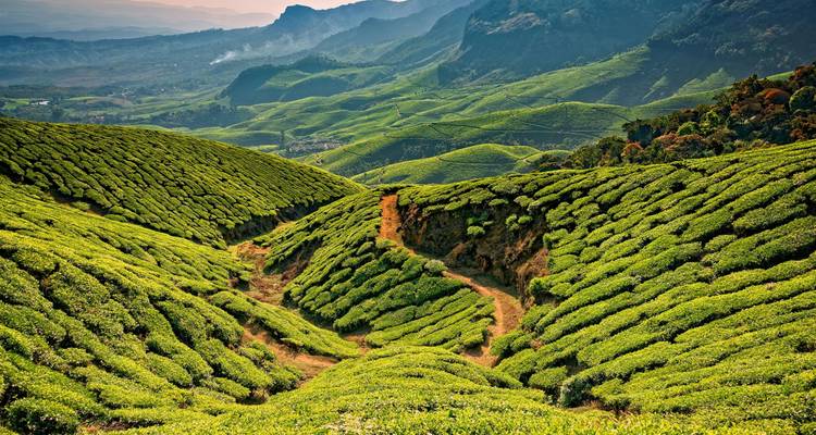 Endless rolling hills of bright green tea plantations with a winding footpath under soft morning light.