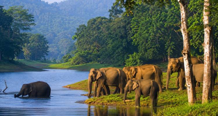 Elephant herd drinks and bathes on the lush banks of a forested lake.