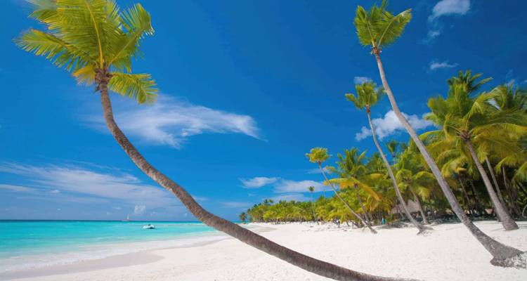 Palmeras en una playa prístina con cielos azules.
