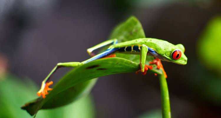 Une grenouille colorée sur une feuille en gros plan.