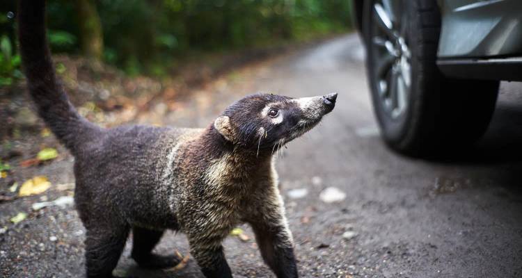 Un petit animal debout sur une route, regardant avec curiosité.