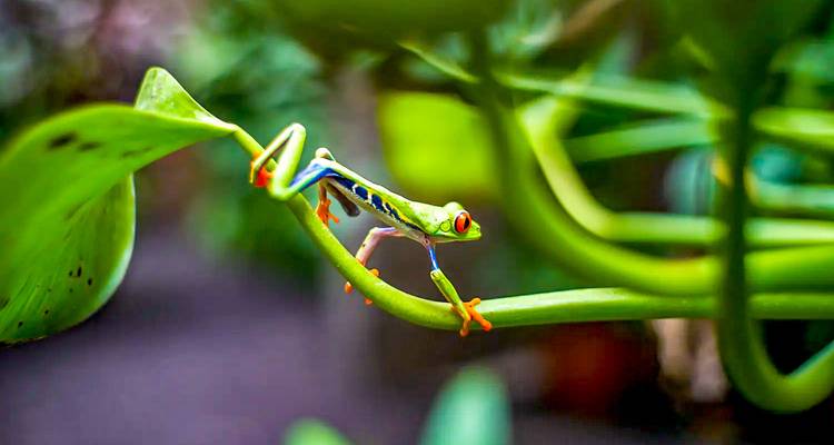 Roodoogboomkikker klimt op een groene plant.