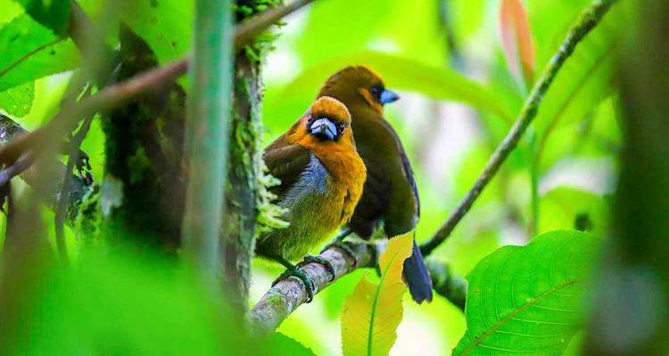 Een paar kleurrijke vogels zittend op een tak.