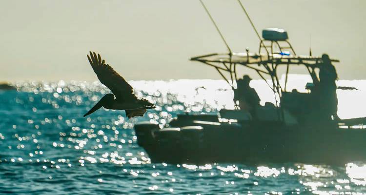 Boot met mensen en een pelikaan die over de oceaan vliegt.