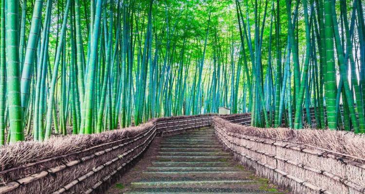 Une forêt de bambous avec de grands arbres élancés bordant un sentier.