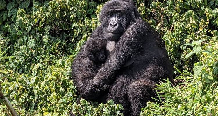 A mother gorilla holding her baby amidst lush greenery.