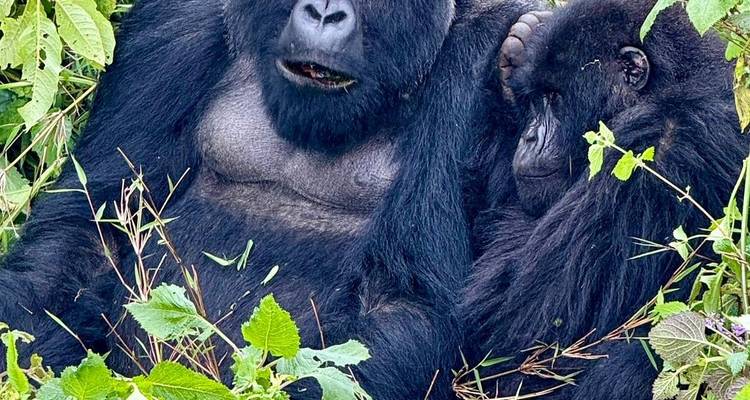 Two gorillas resting among the foliage.