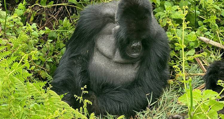 A large gorilla sitting in the middle of dense green plants.