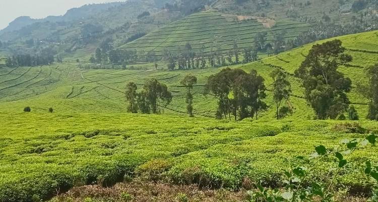 Vast green hills and agricultural terraces under a clear sky.